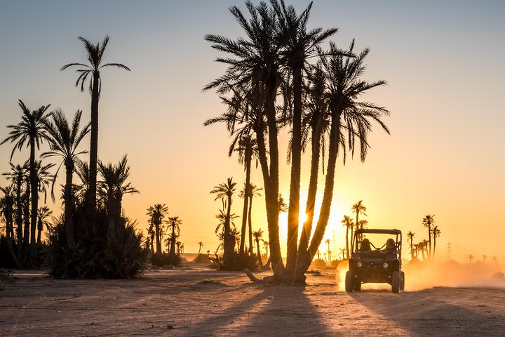 Buggy and dromedary at sunset in the Palmeraie of Marrakech